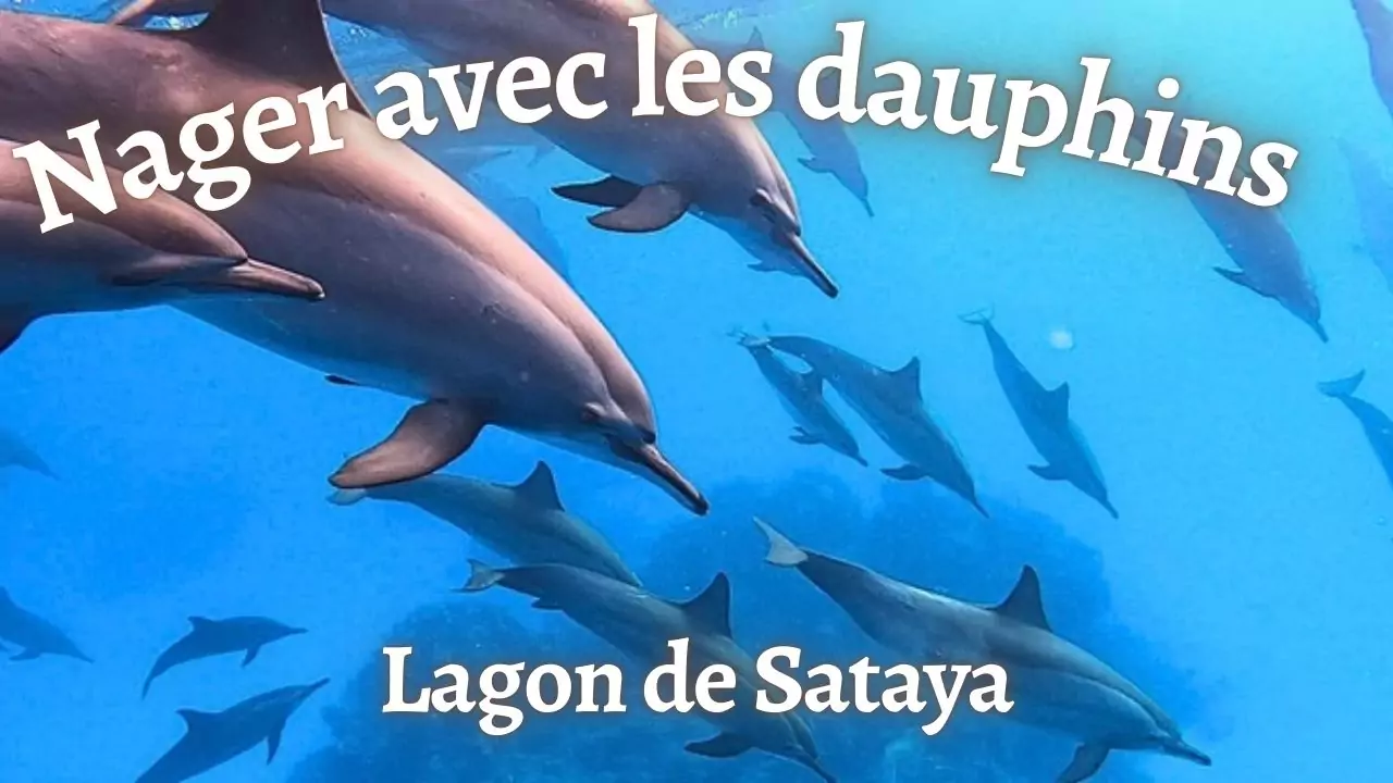 Dauphins Sataya